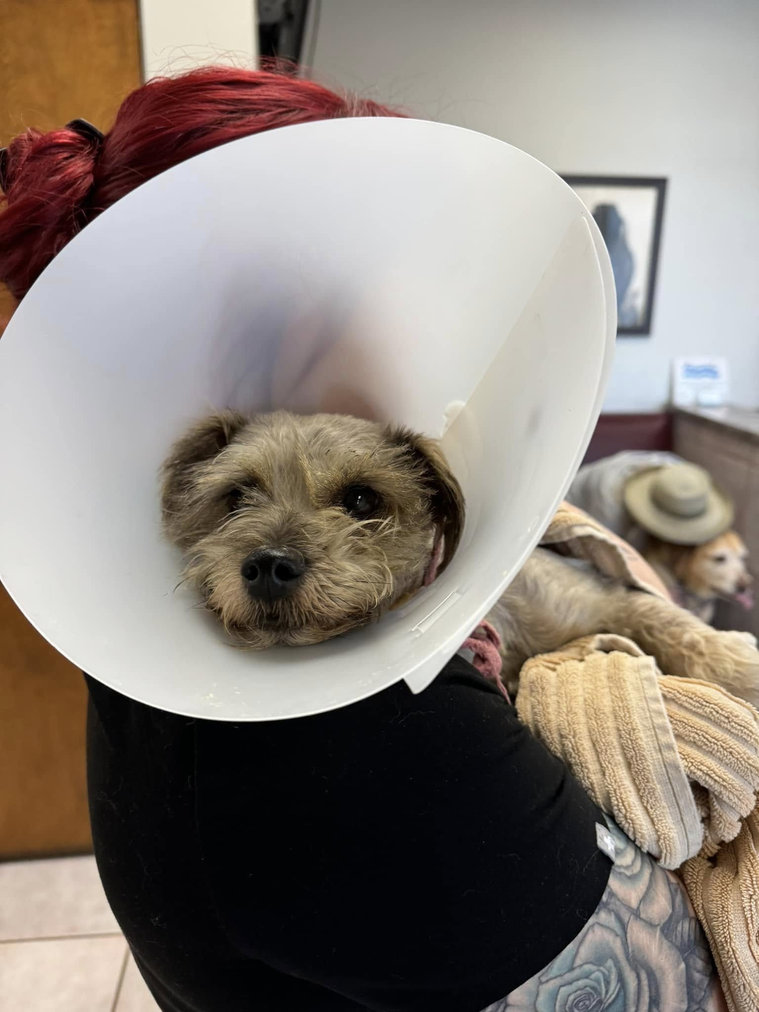 Though they poured their hearts into his...