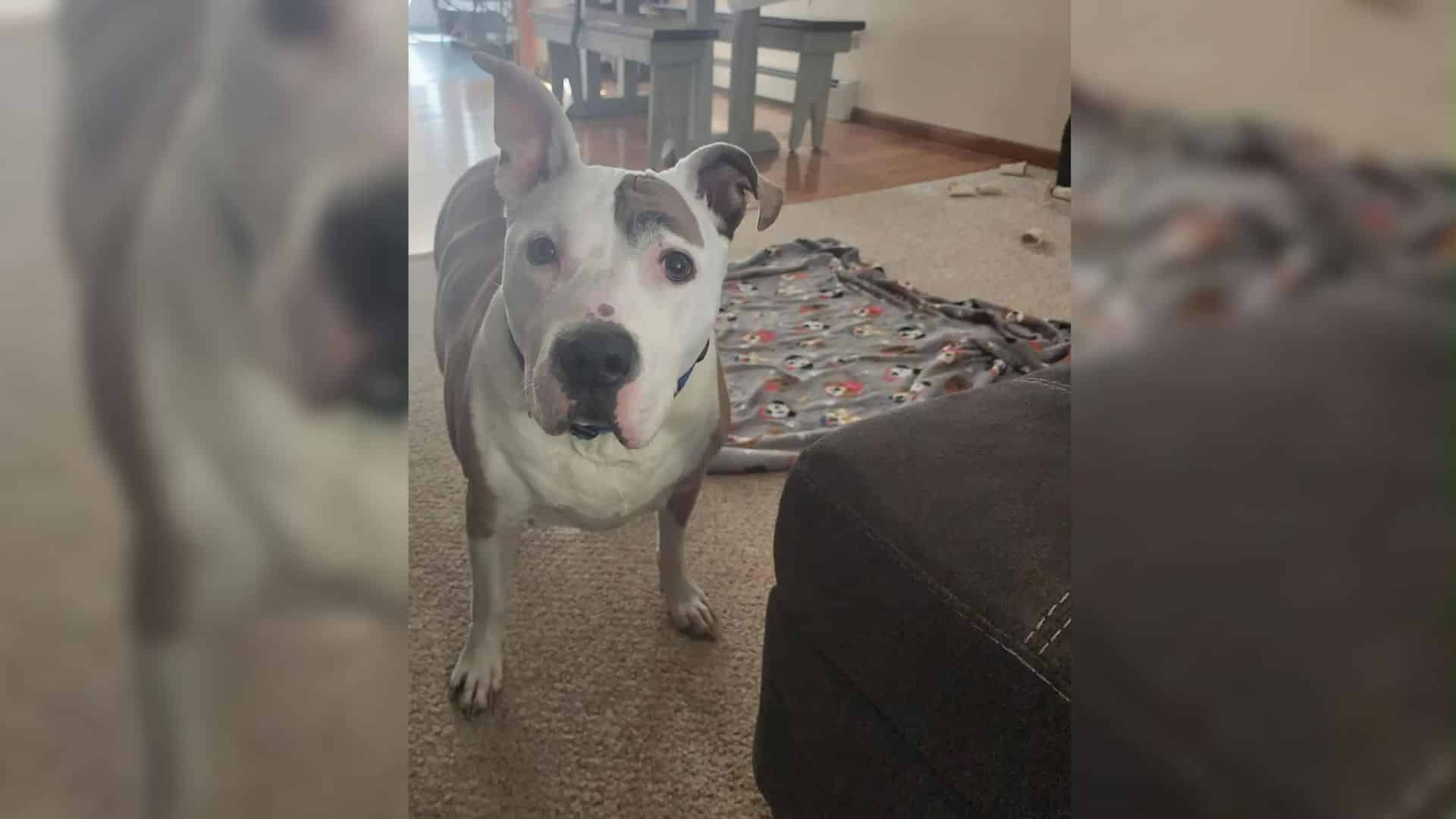 Bruiser, a 13-year-old canine set in his...