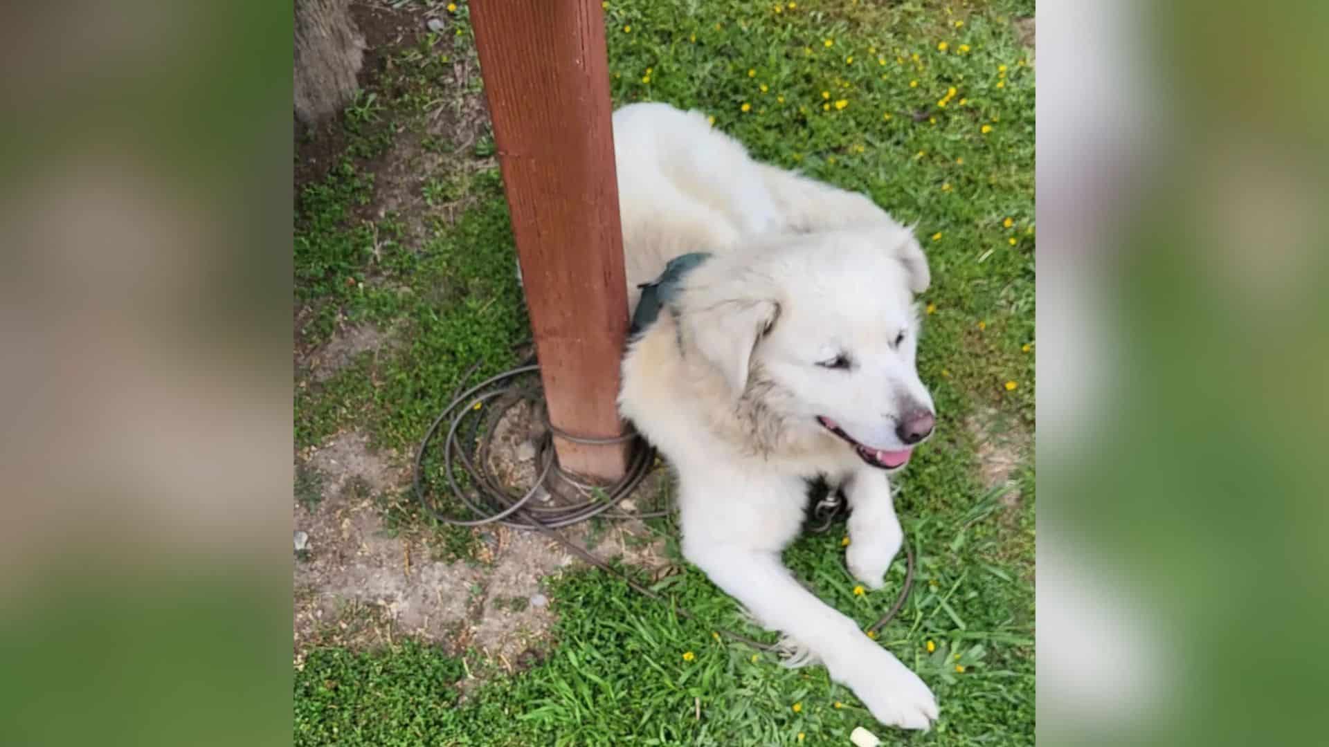 One such dog, treated in this dishearten...