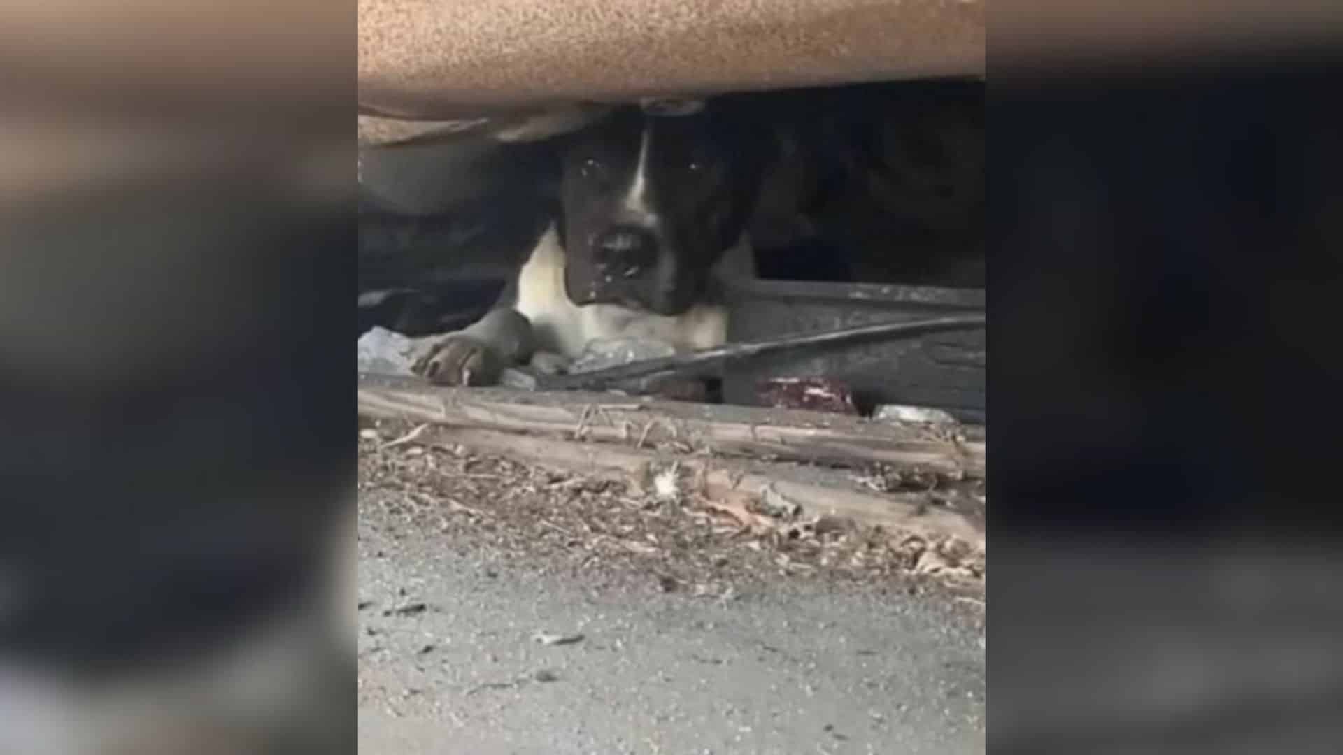 Although they spoke gently to the dog, s...