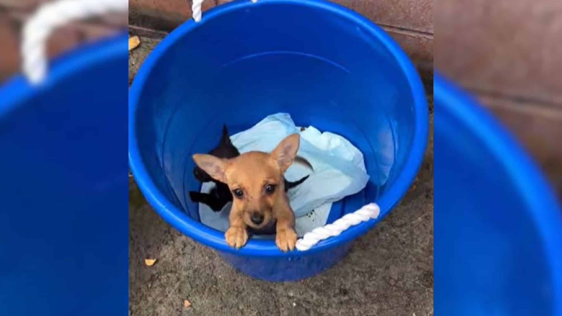 Such was the plight of two very young pu...