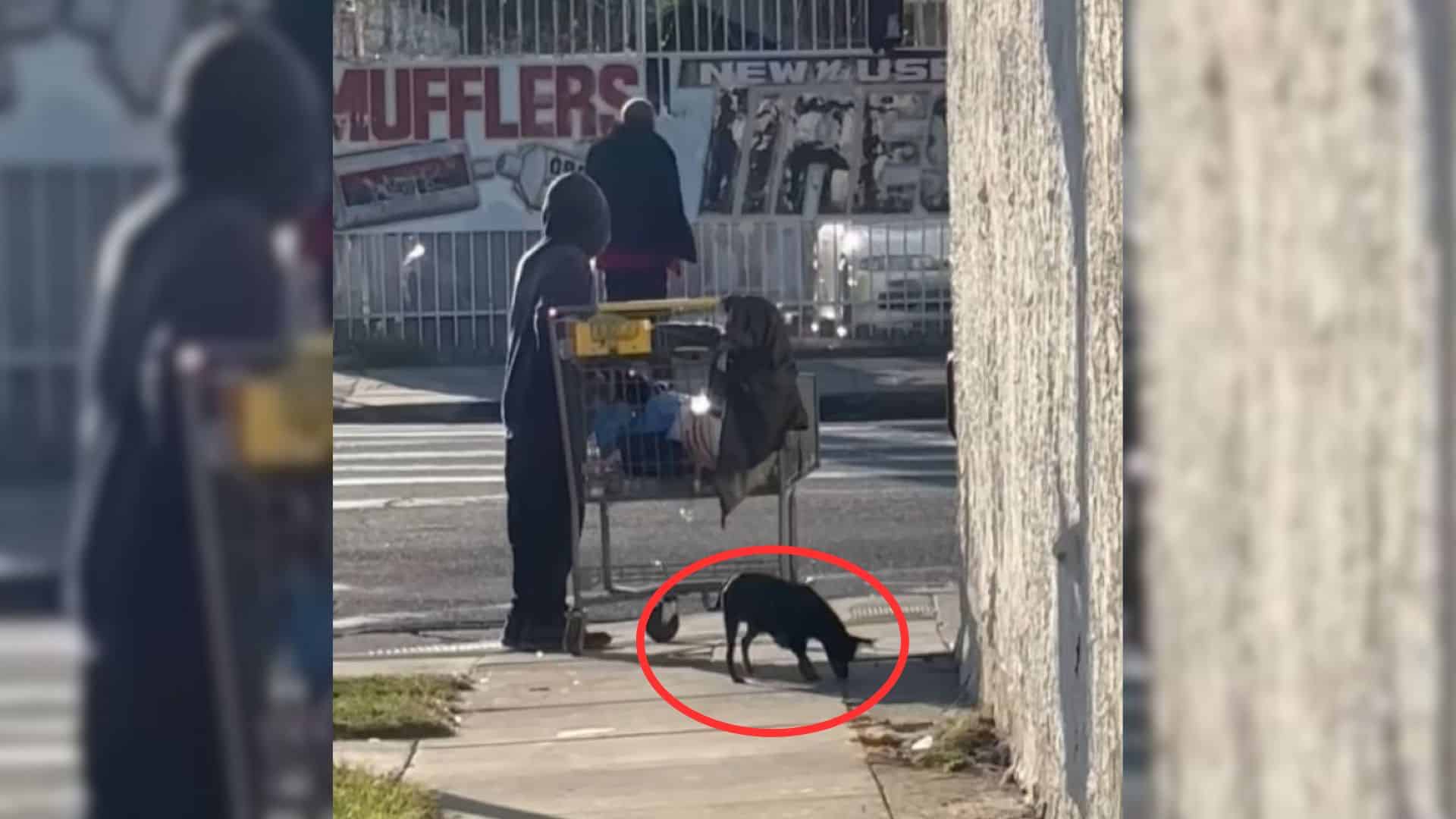 For these poor animals, the chance of be...