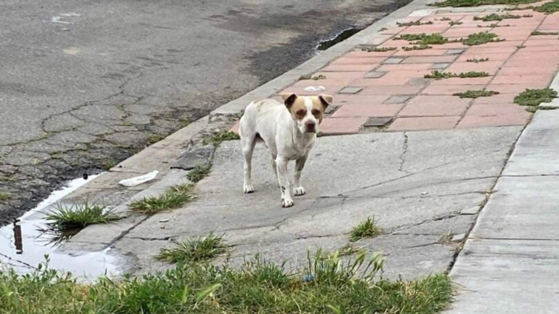 The young pup yearned for a different li...