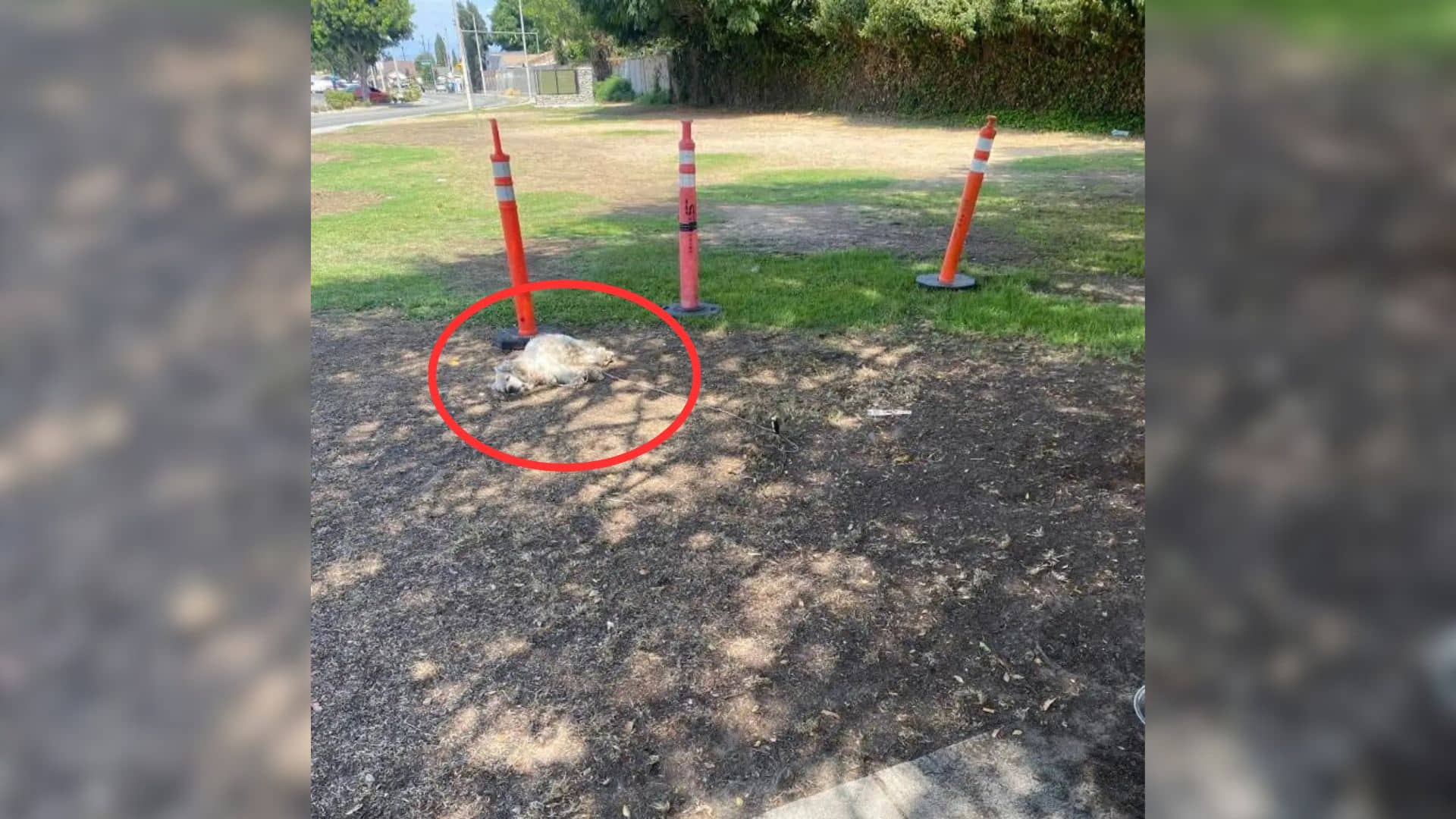 Landon is one such dog who knows this so...