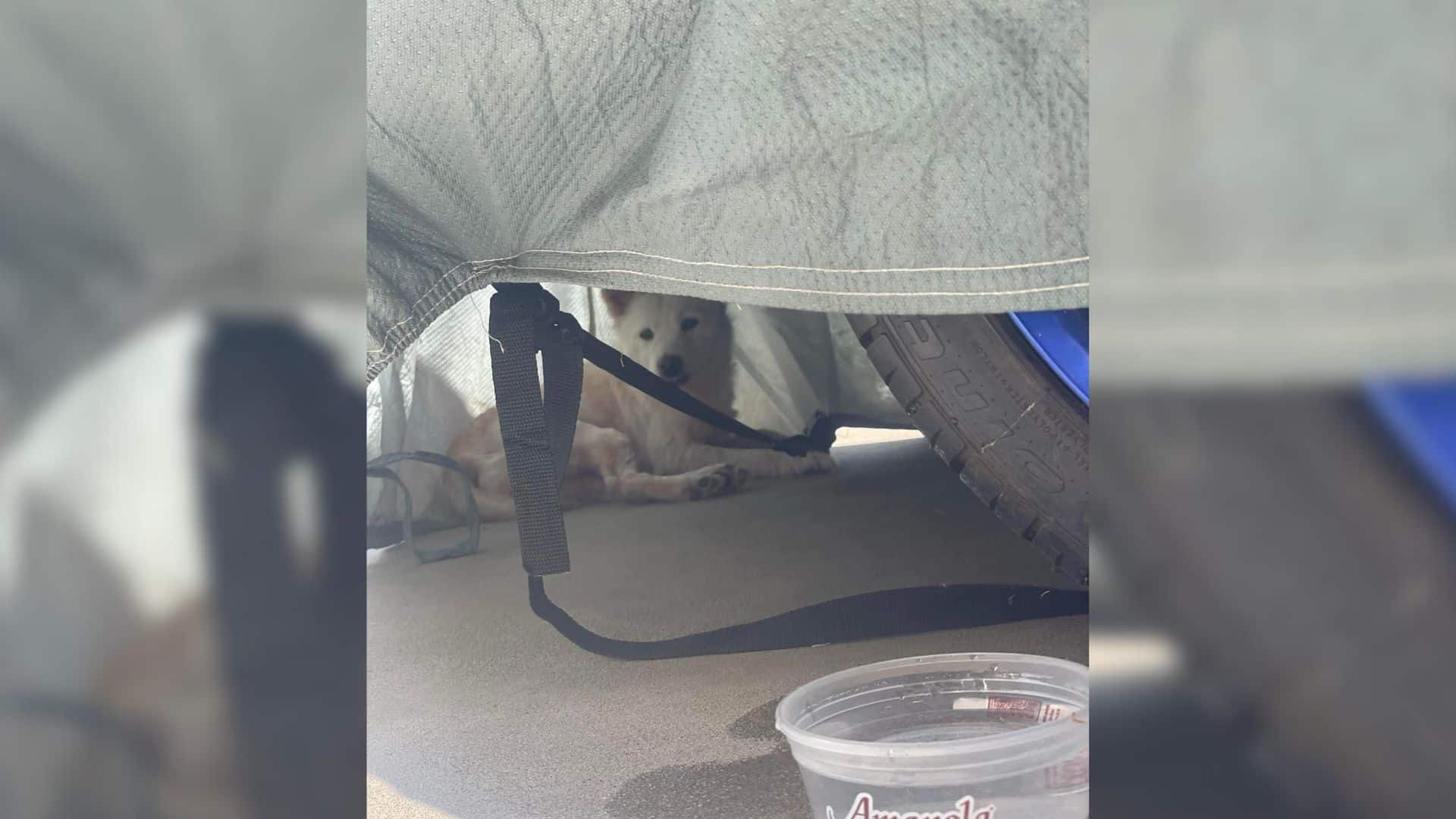 This story focuses on a dog that was lef...