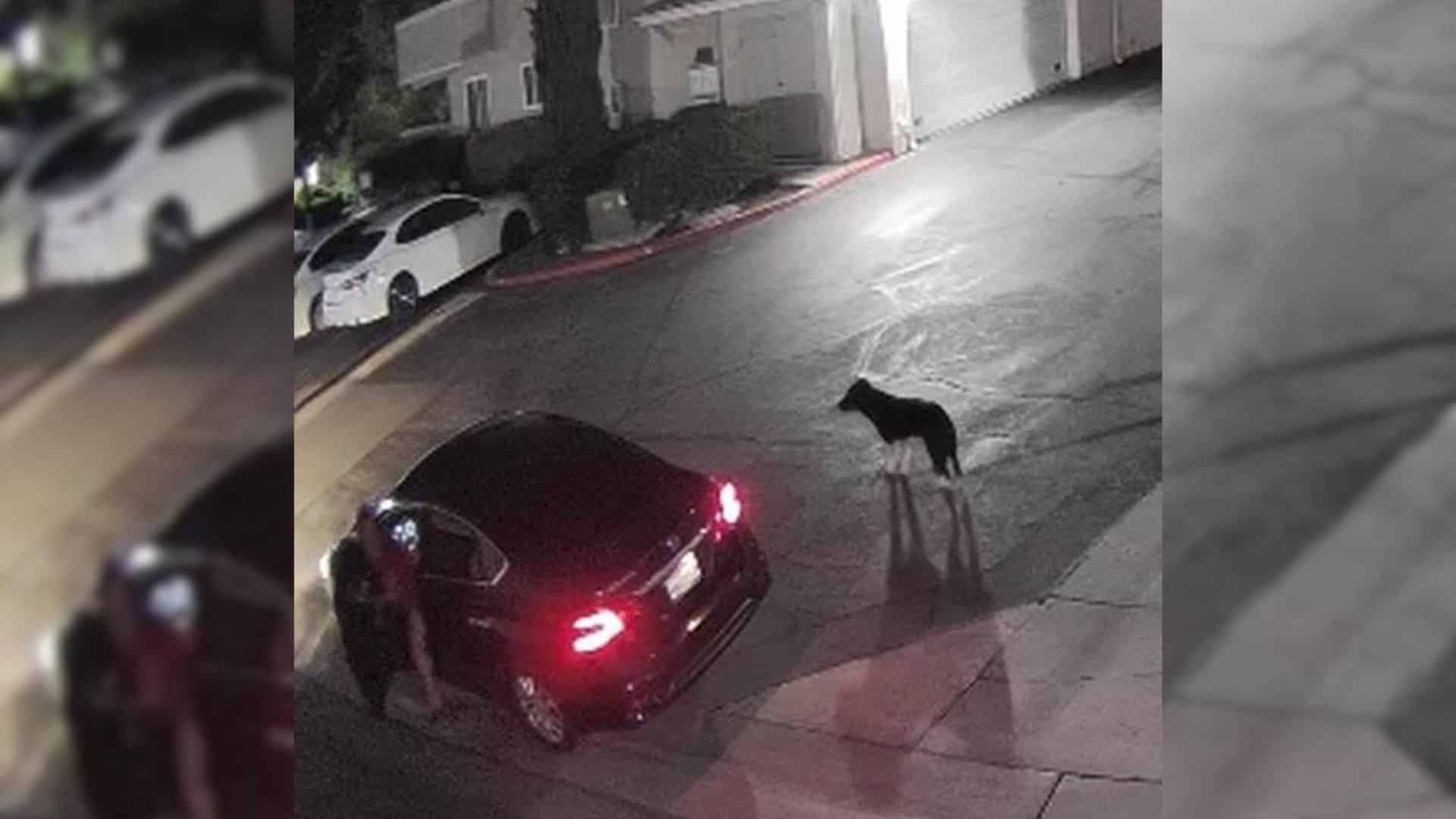 In California, a disturbing incident unf...