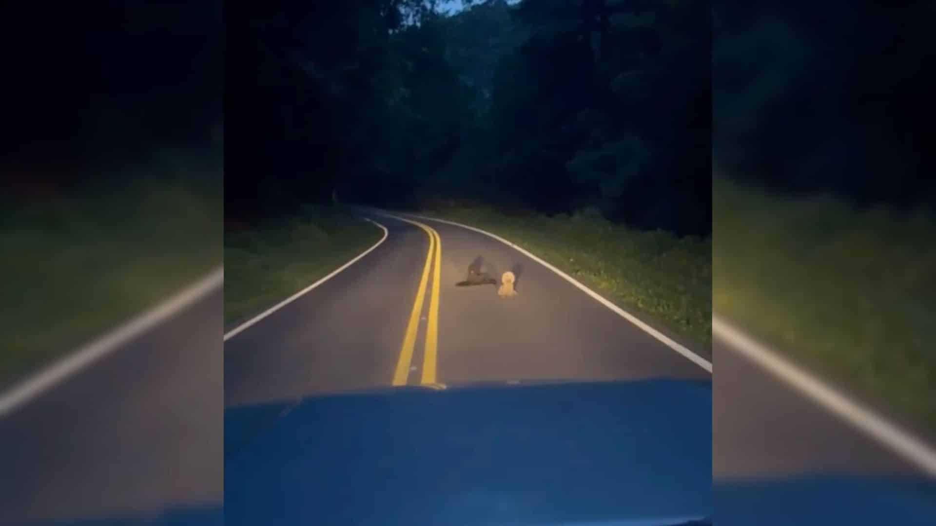 As day turned to night, the poodles rema...