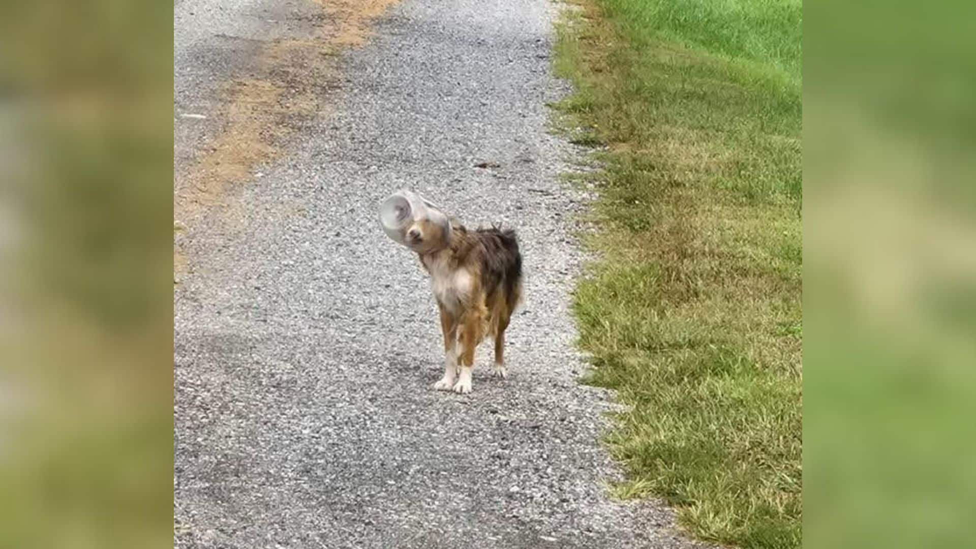Such was the case for a stray dog in Pen...