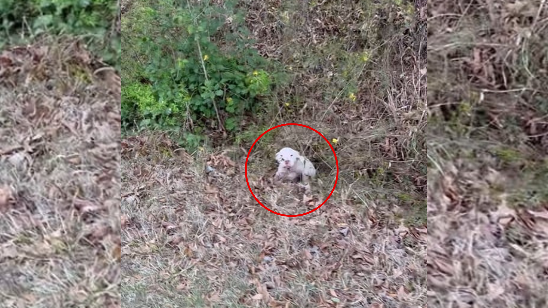 This poor pup was not only hungry and in...