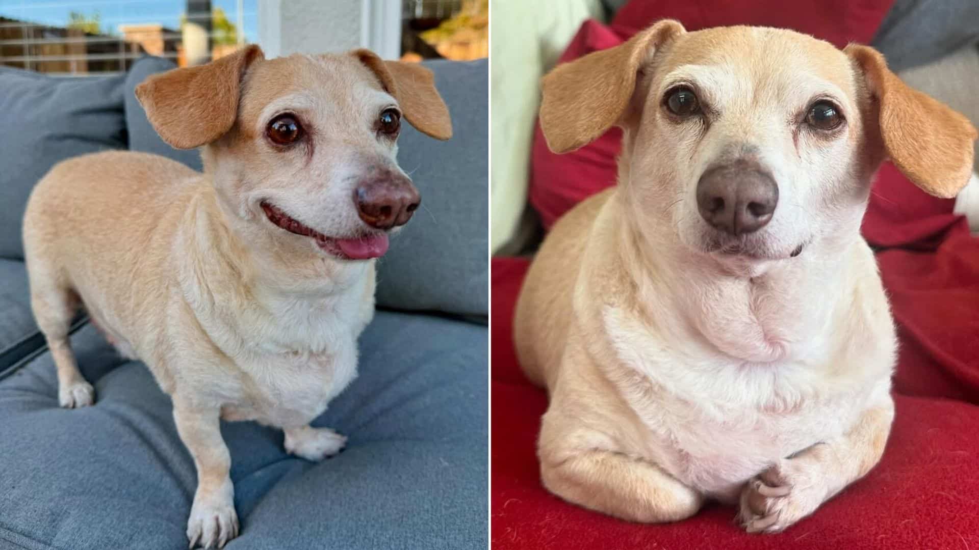 Take Rudy, for example. This older dog, ...