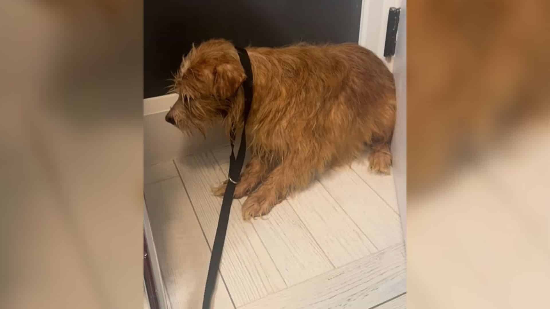 One such dog was caught in this kind of ...