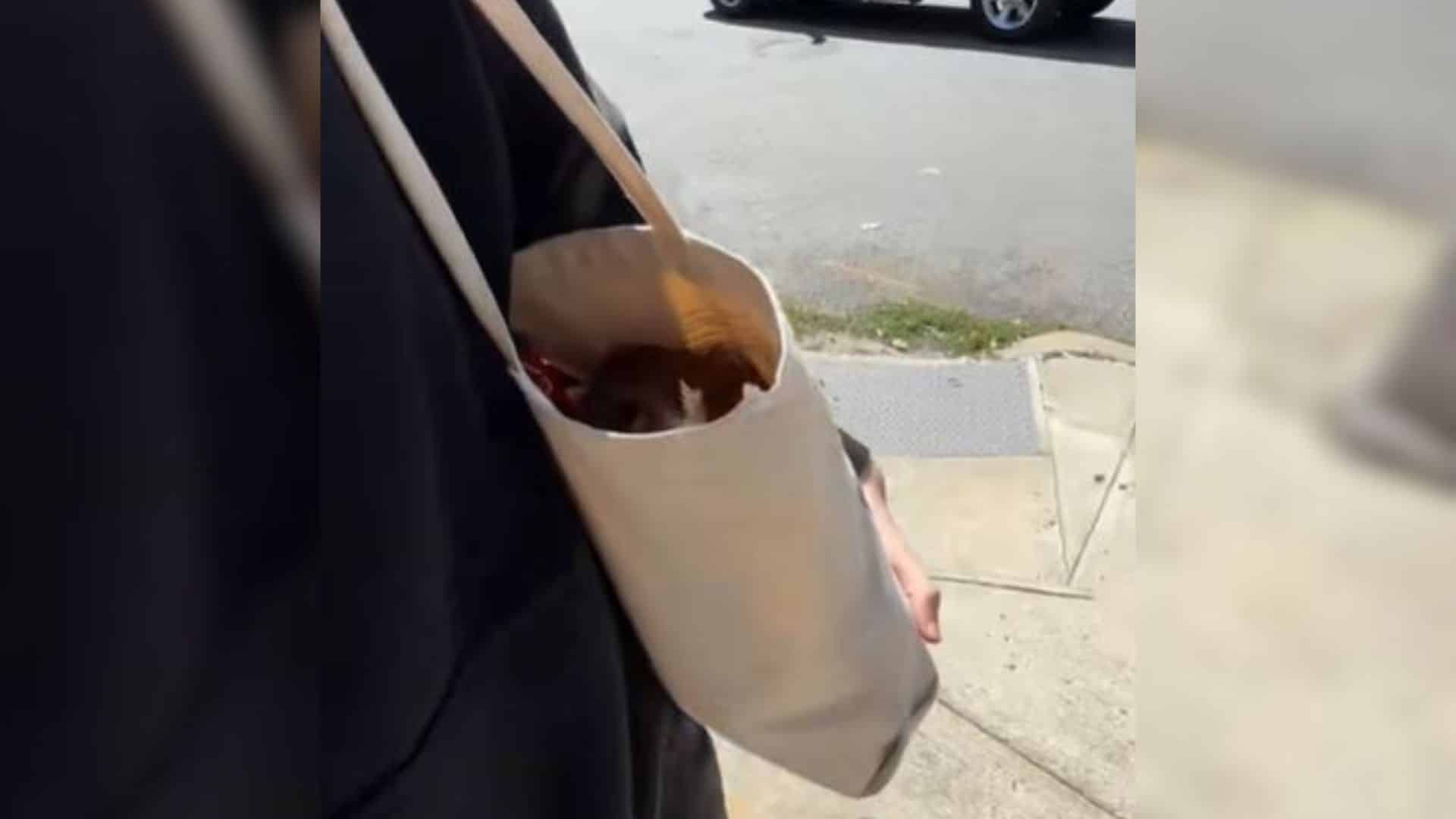 The tale begins with Ronan Counihan, who...