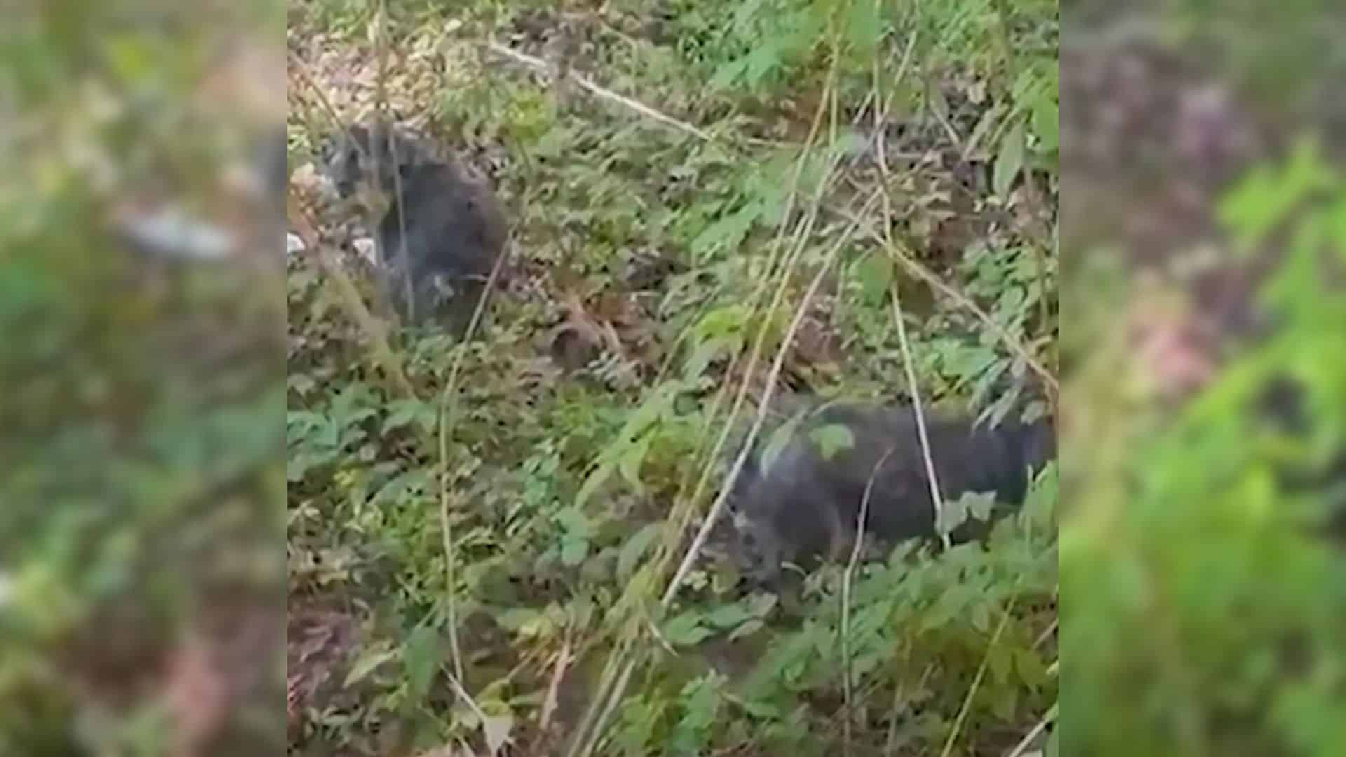 Responders from the rescue group soon ar...