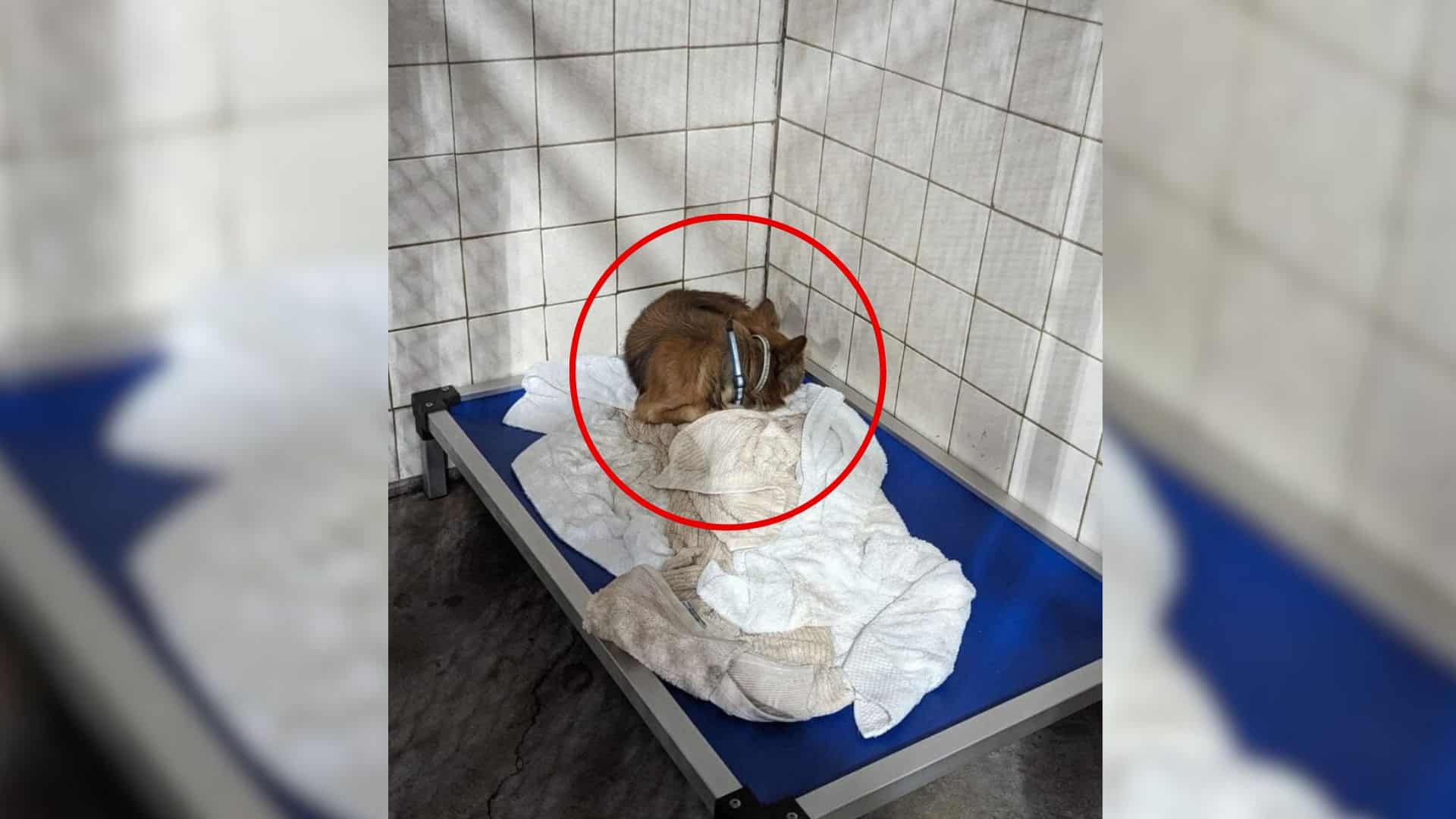 It all began with a frail, elderly stray...