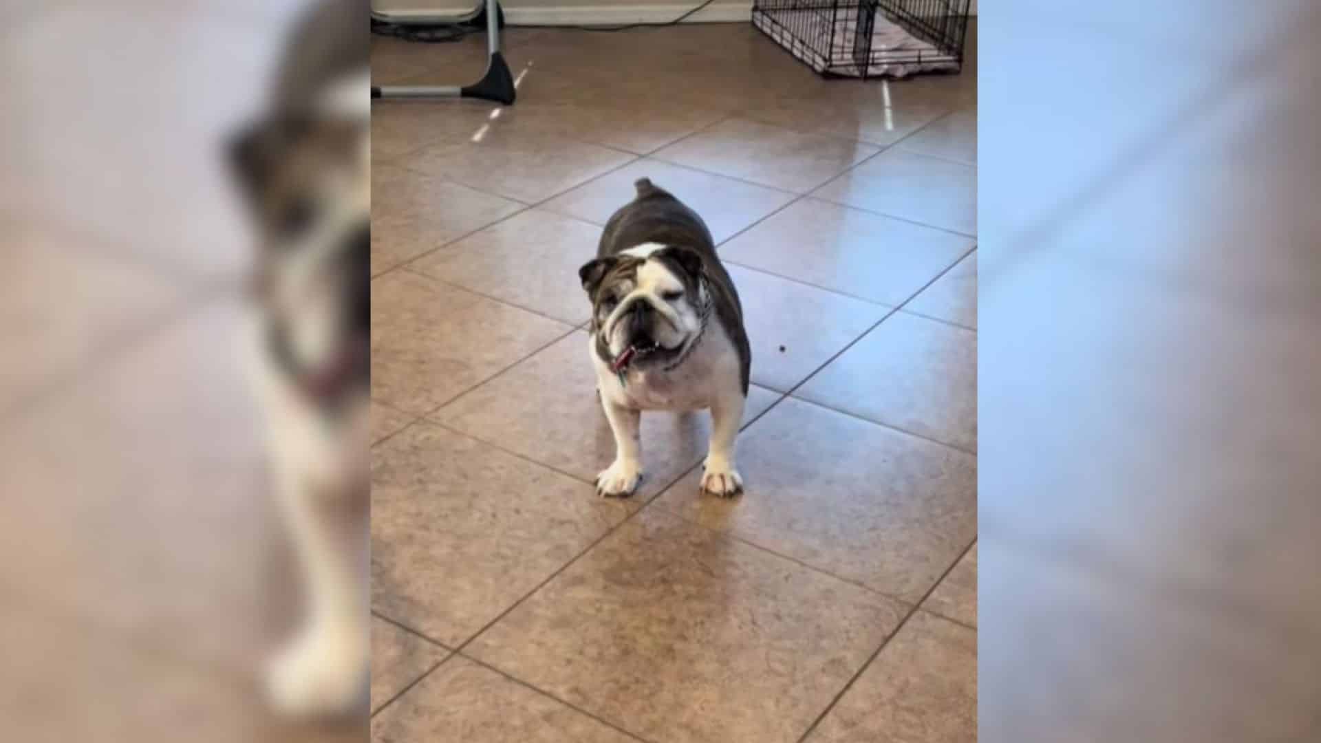 While some dogs can eventually heal with...