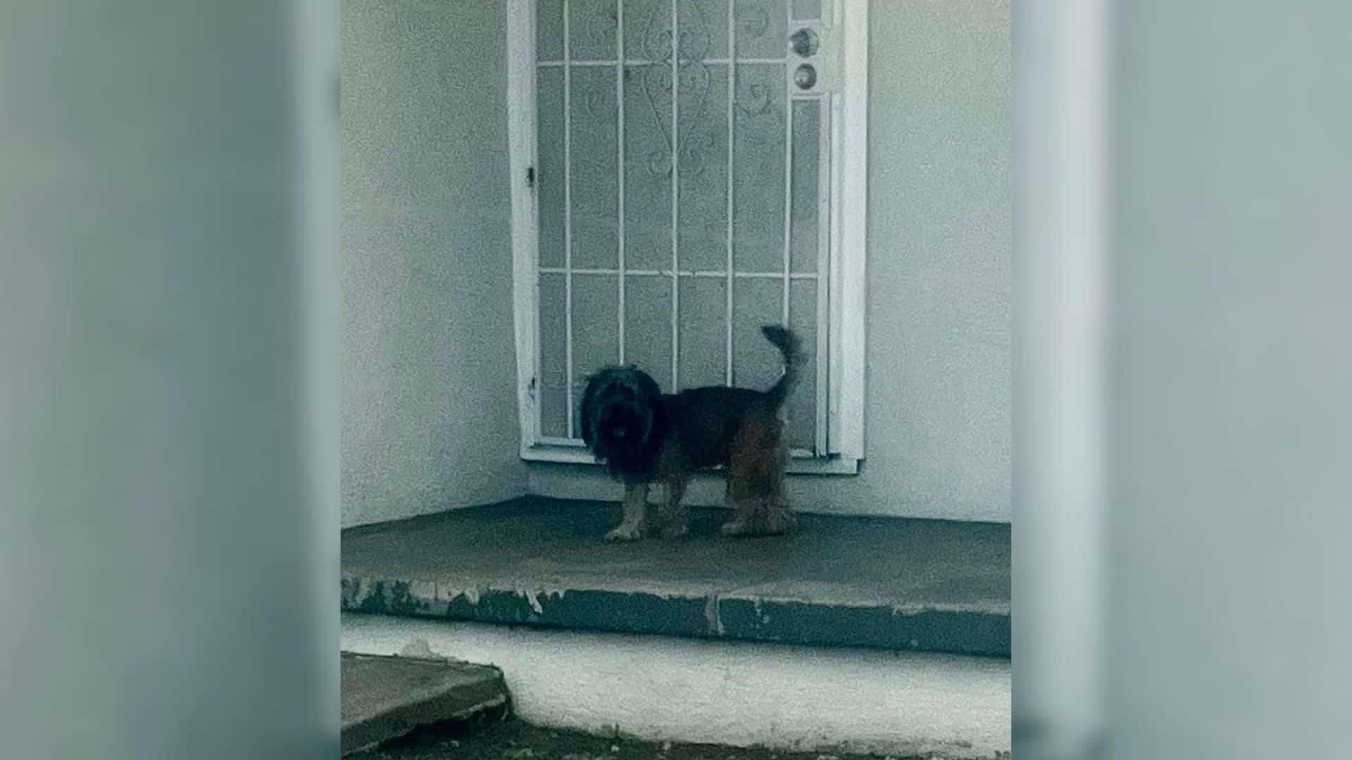 Many dogs who find themselves suddenly a...