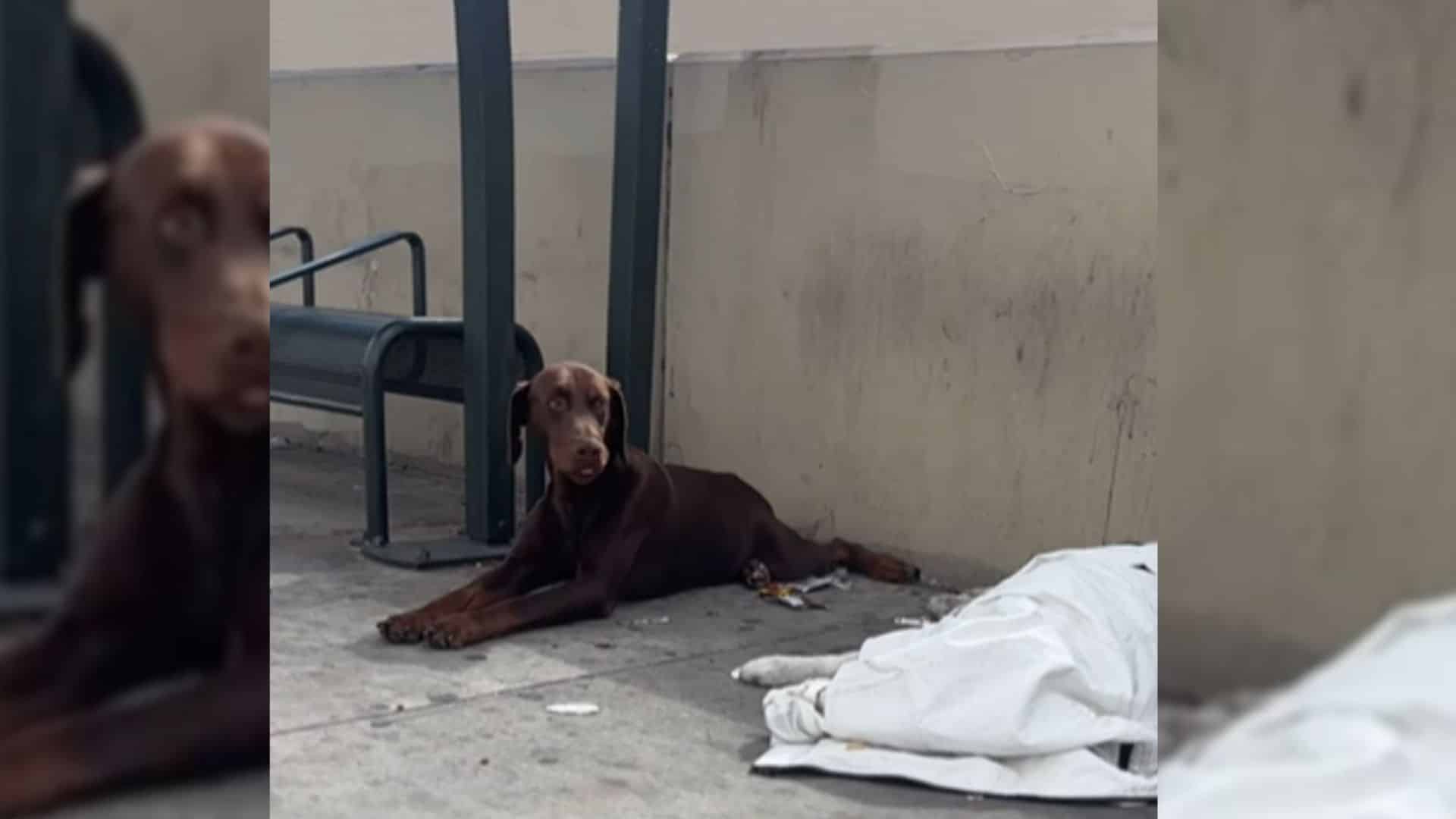 A recent heartrending scene highlighted ...