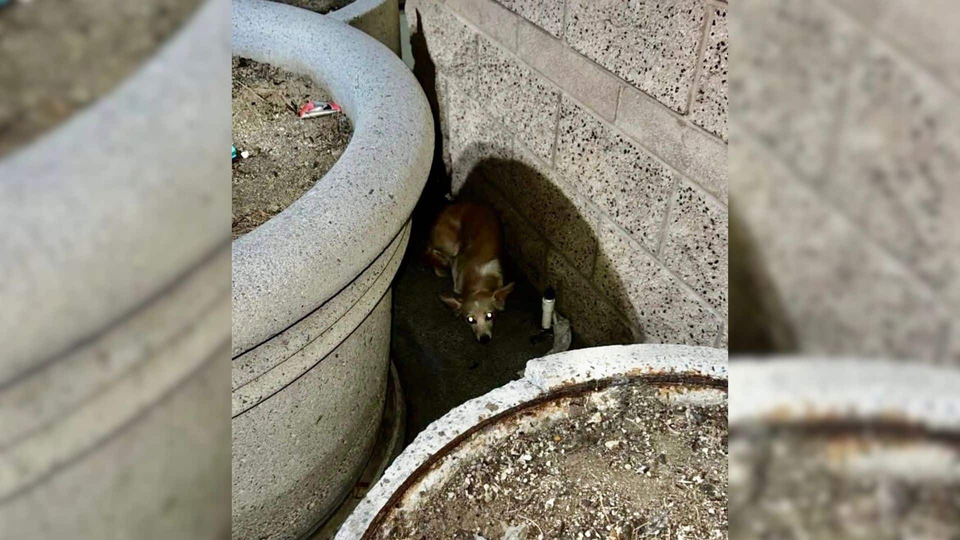 Heartbreakingly, these dogs have often l...