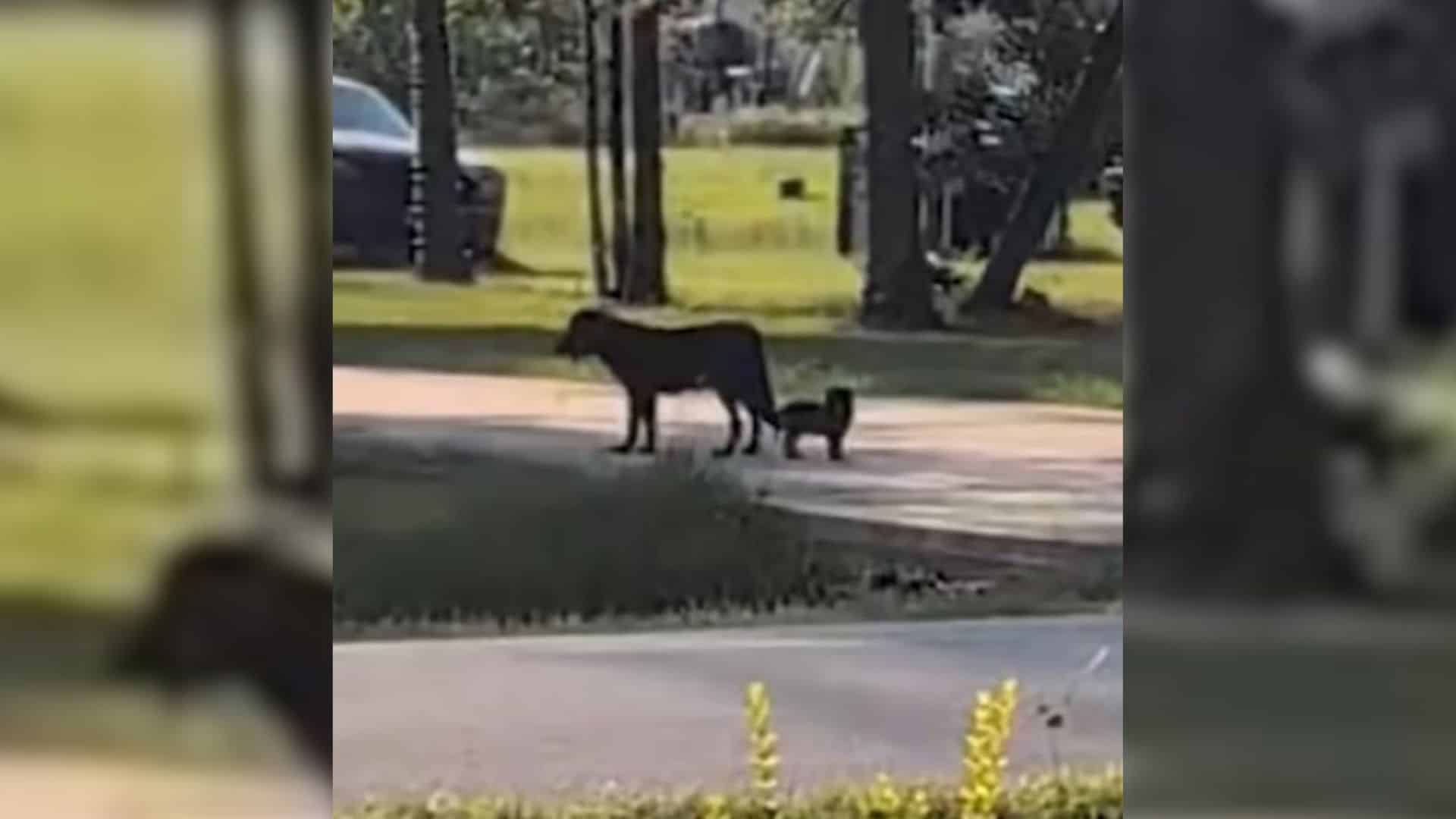 Bailey, a devoted mother dog, was determ...