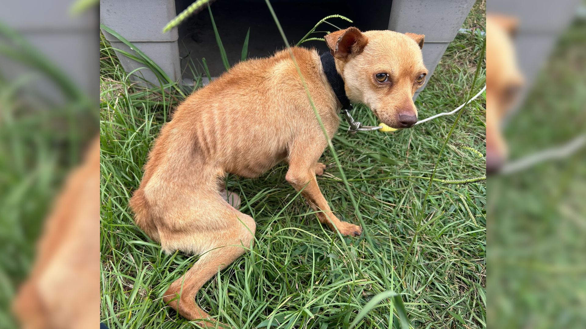 Chico, a Chihuahua found in a trailer pa...