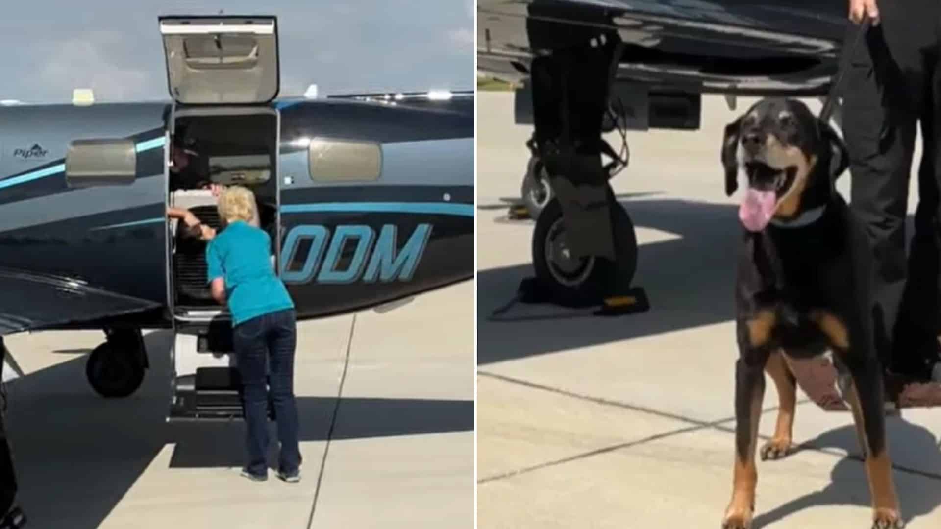 The story of a dog named Baby Bear is a ...