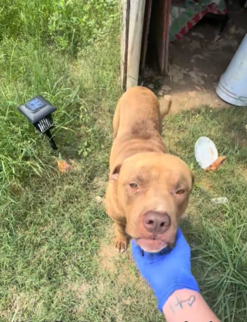 Extra image from article