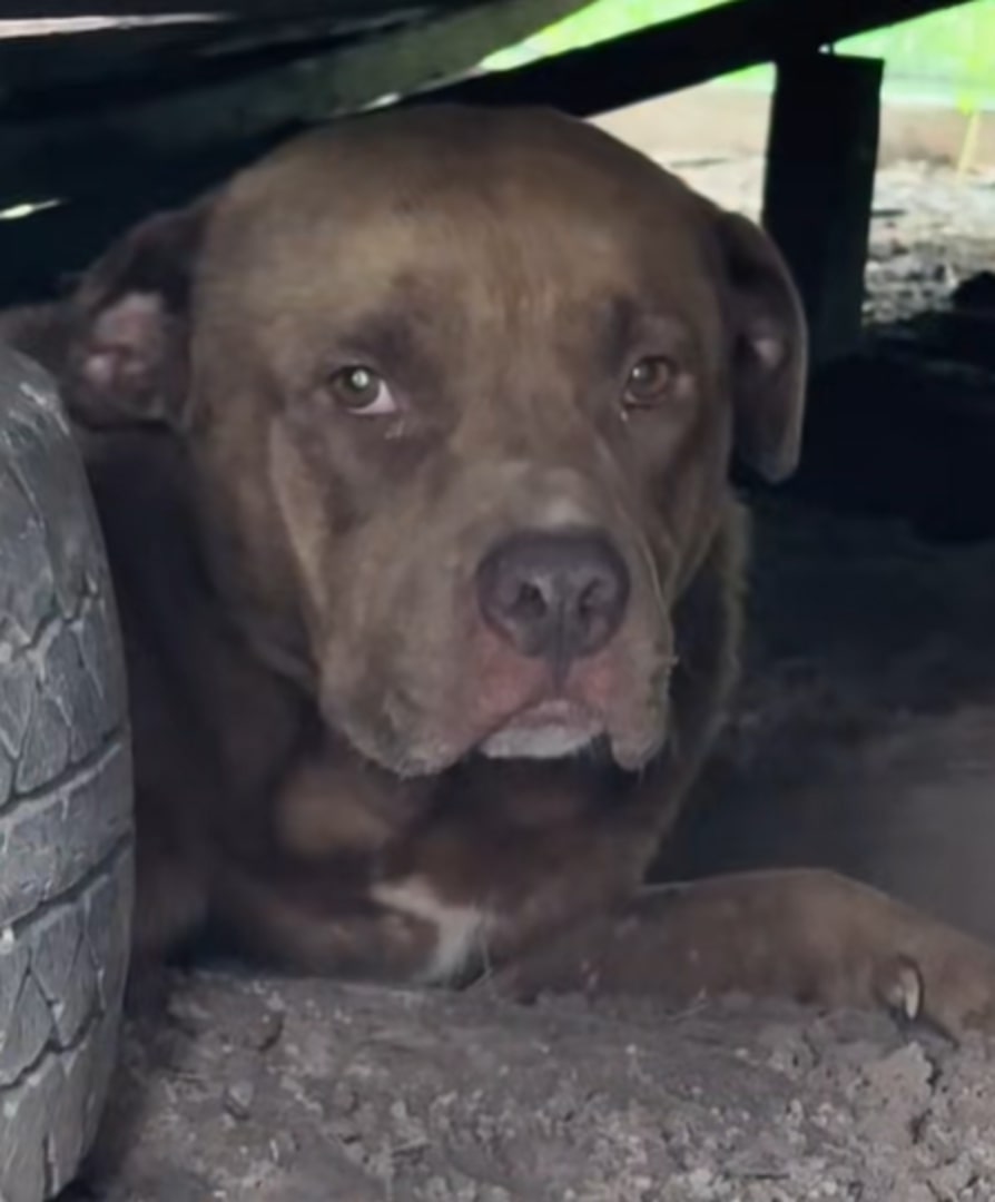 Chance's days of fear and neglect are ov...