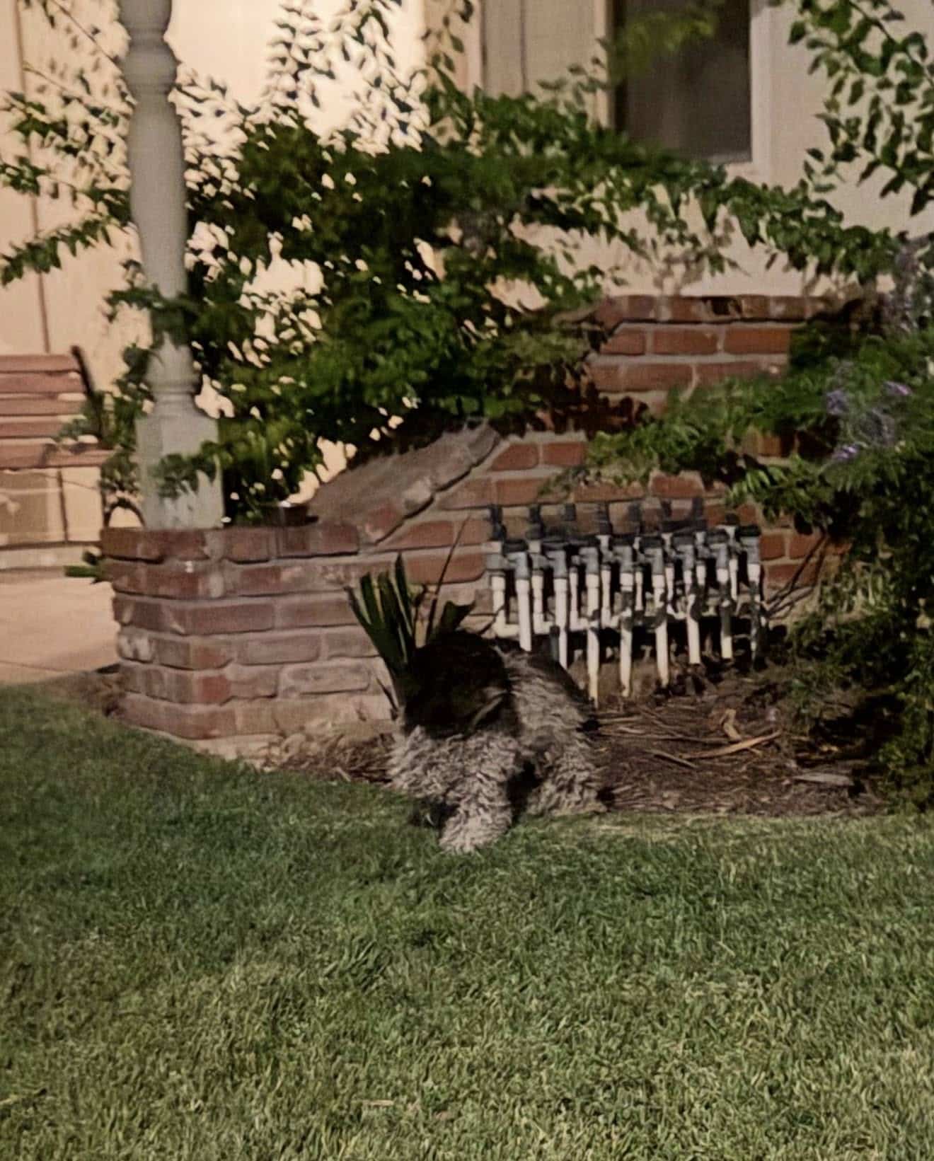 With darkness setting in and coyotes nea...