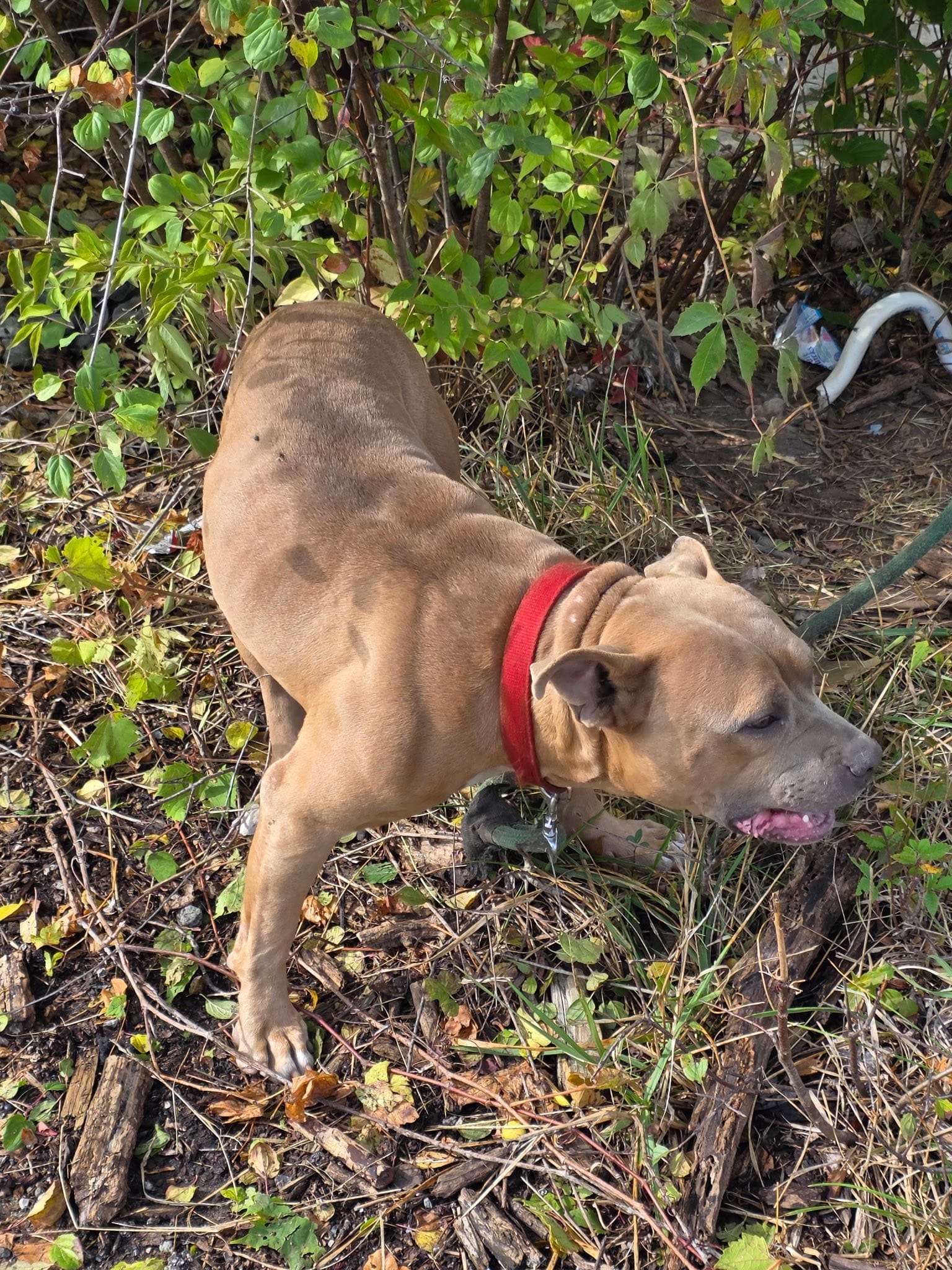 Extra image from article