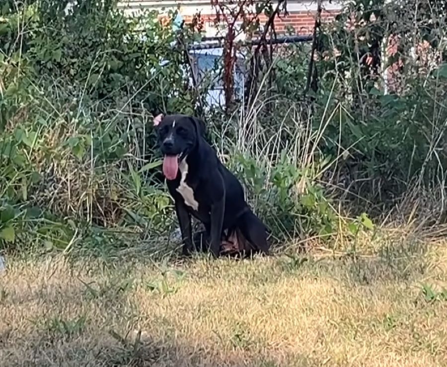 The team at the Missouri shelter remains...