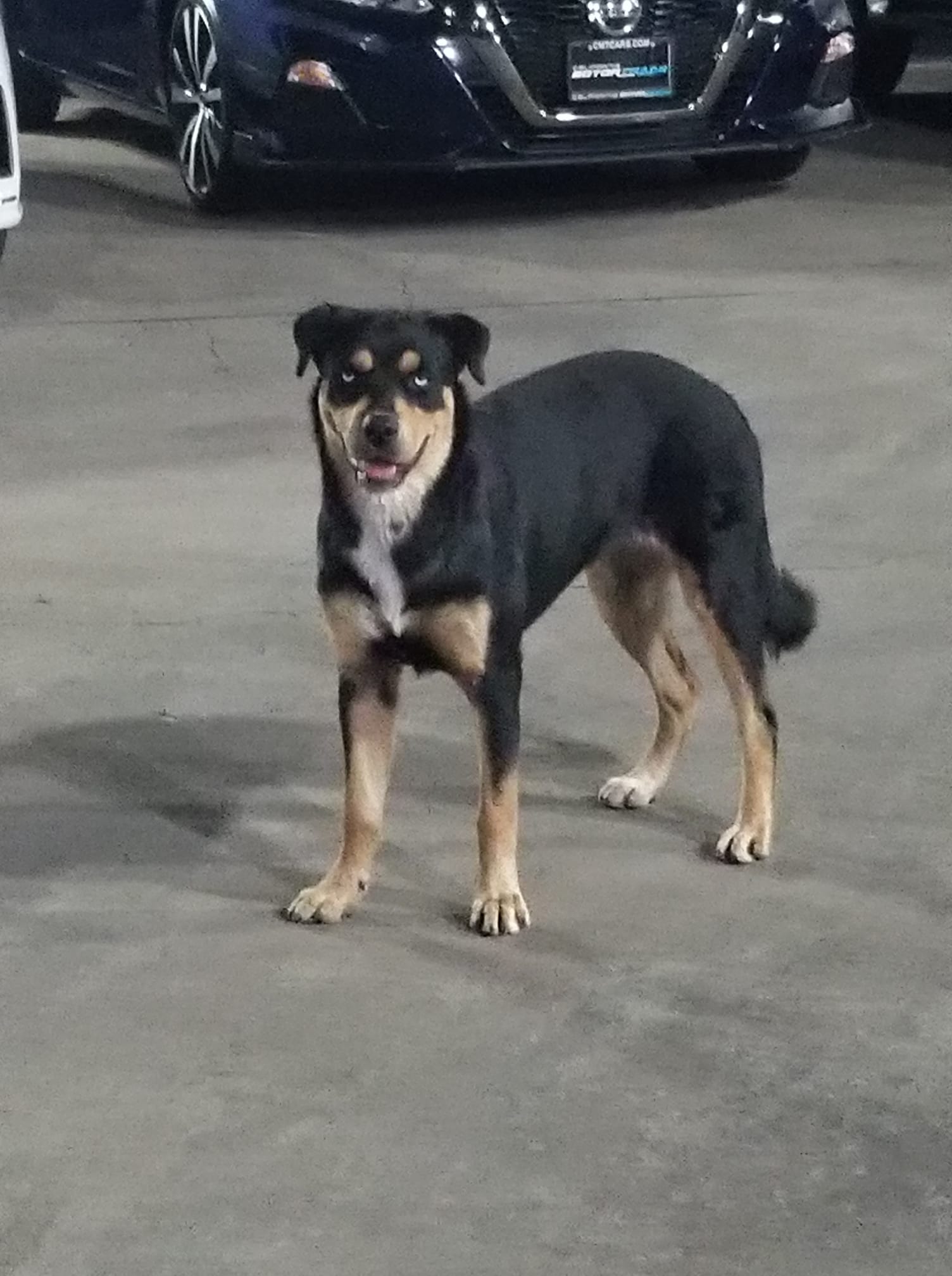 Lucy has finally found the safe and lovi...