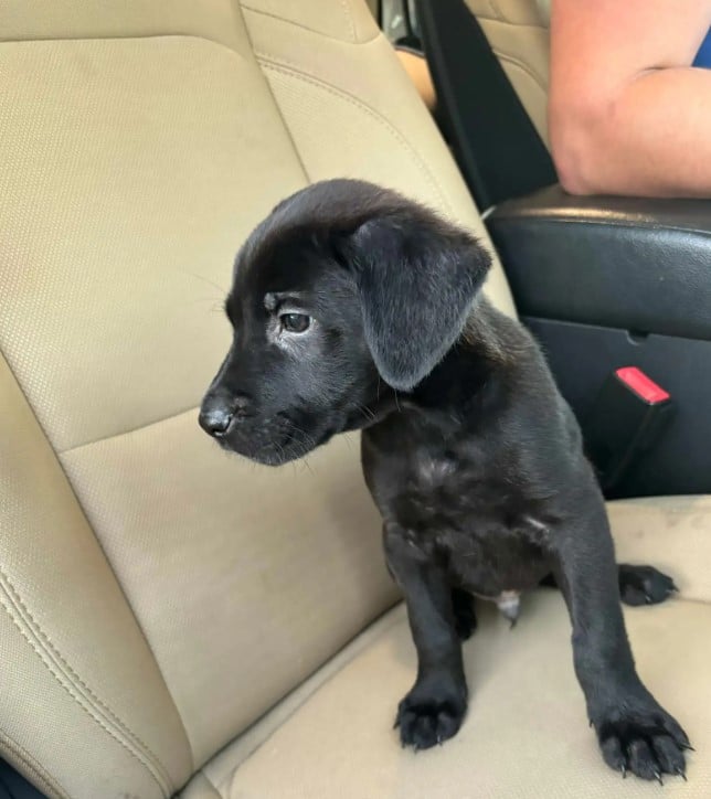 Extra image from article