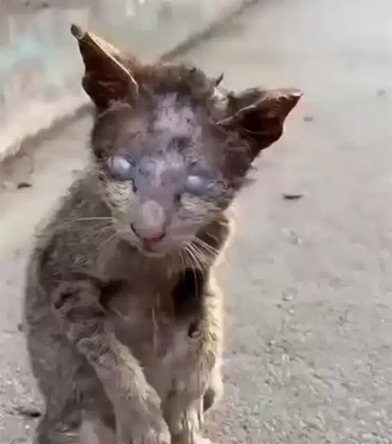 Late one evening, on a deserted street, ...