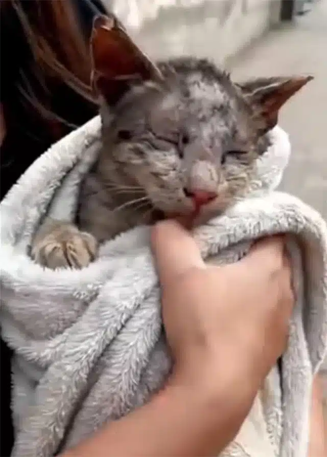 For such a young kitten, life was demand...