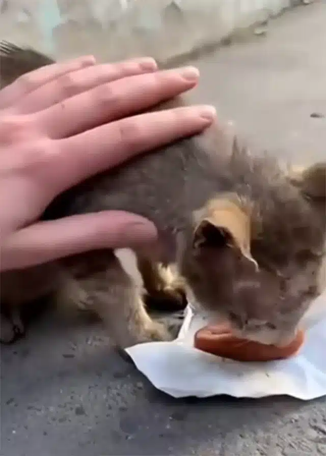 This little soul was blind....