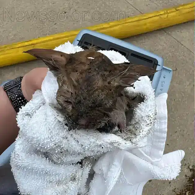 In a heartwarming twist, one of Ember's ...