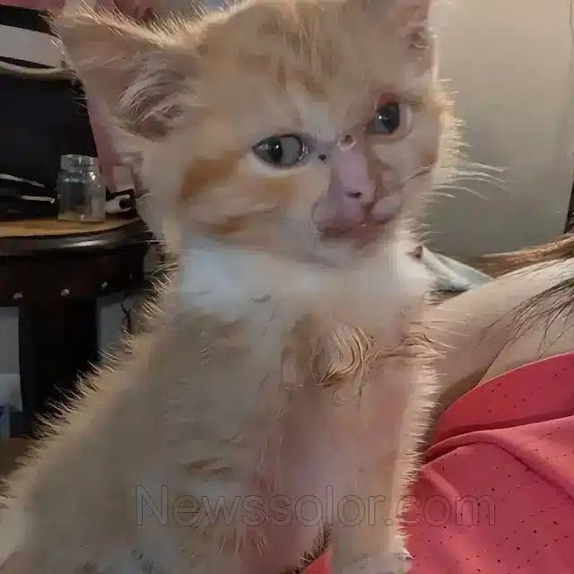 Leaving the shelter for their new home w...