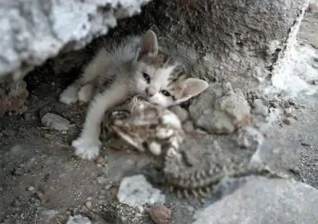 People who found the scene believed the ...