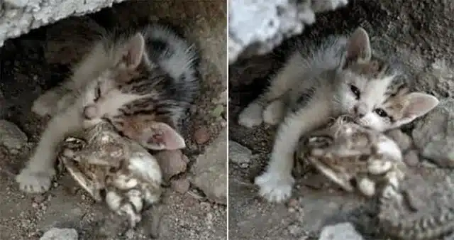 This image resonates with many because i...