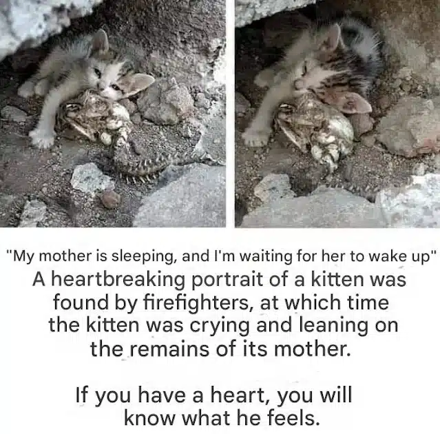 The poignant image of the kitten reminds...