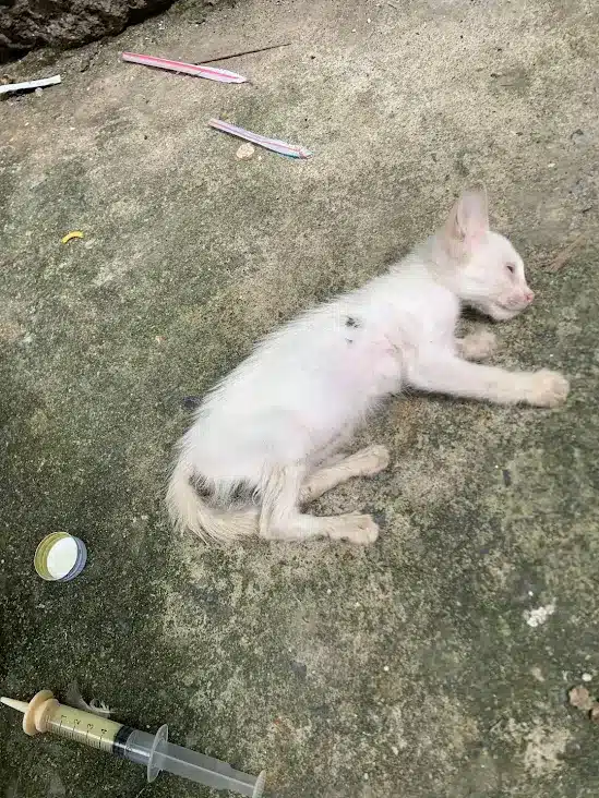 Emily lifted Whiskers gently, feeling it...