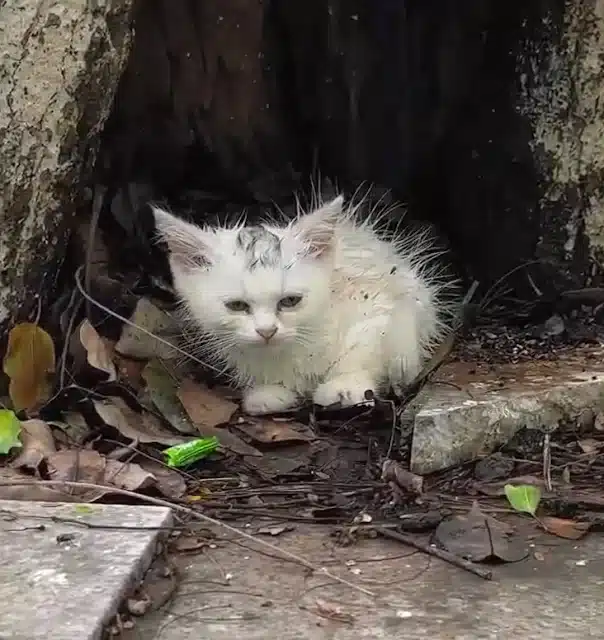 Recovery wasn’t immediate nor straightfo...