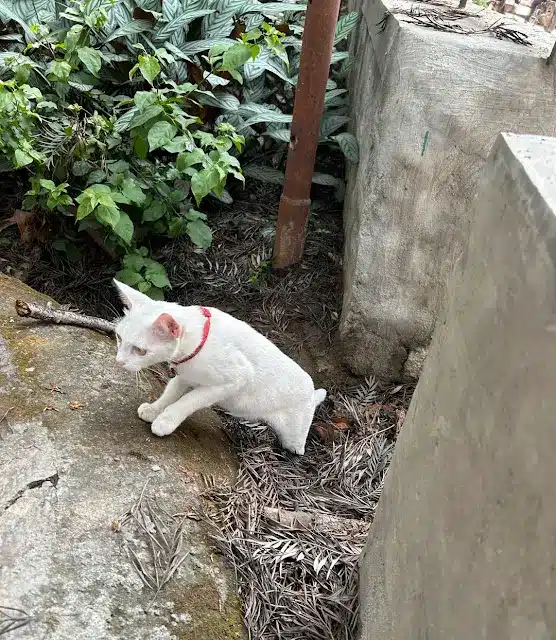 Then, a turning point. Whiskers stepped ...