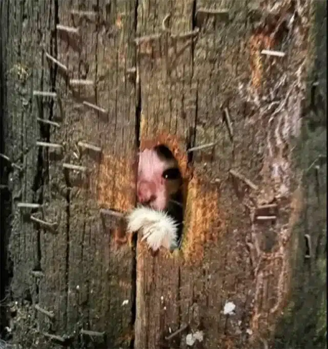 The path to rescue started with a barely...