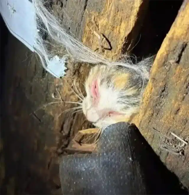 Transported swiftly to a veterinary clin...