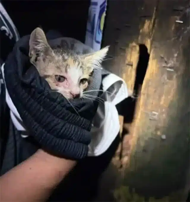 Although its recovery was gradual, the k...