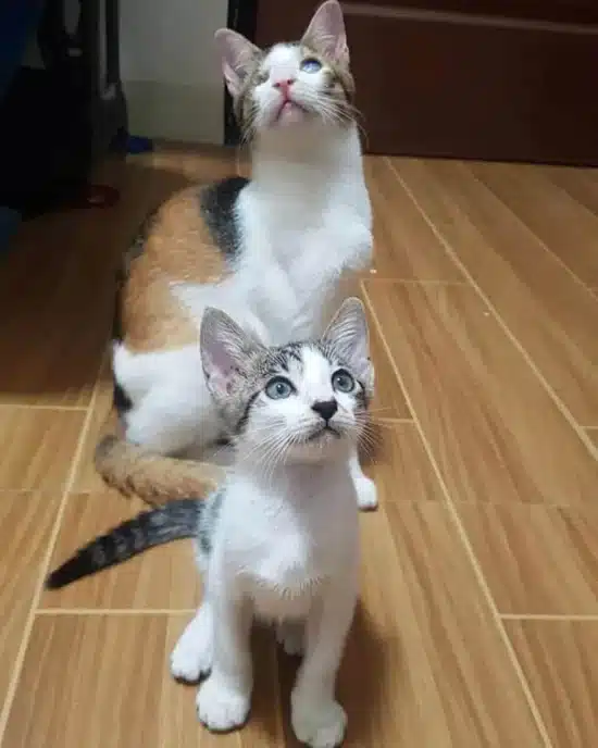 Extra image from article