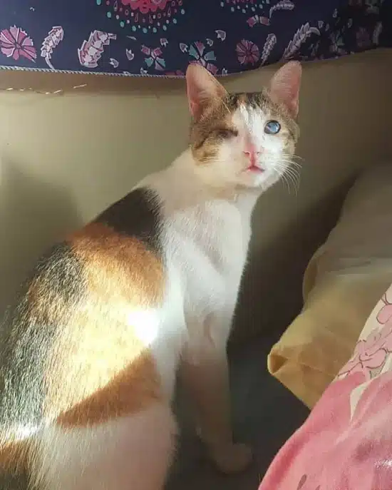 Extra image from article