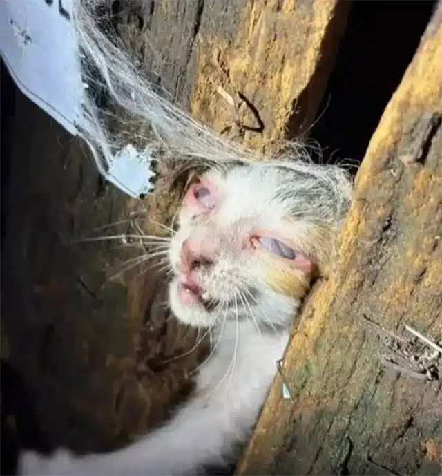 The kitten, wedged inside a narrow utili...