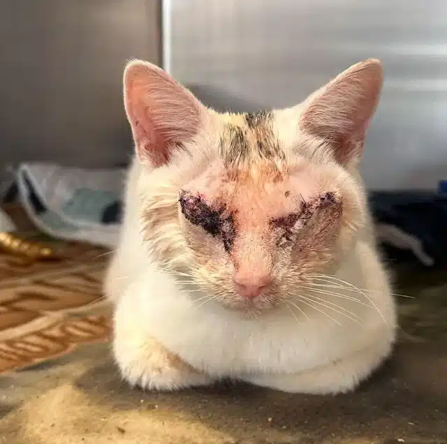 When Magoo first arrived for care, his f...